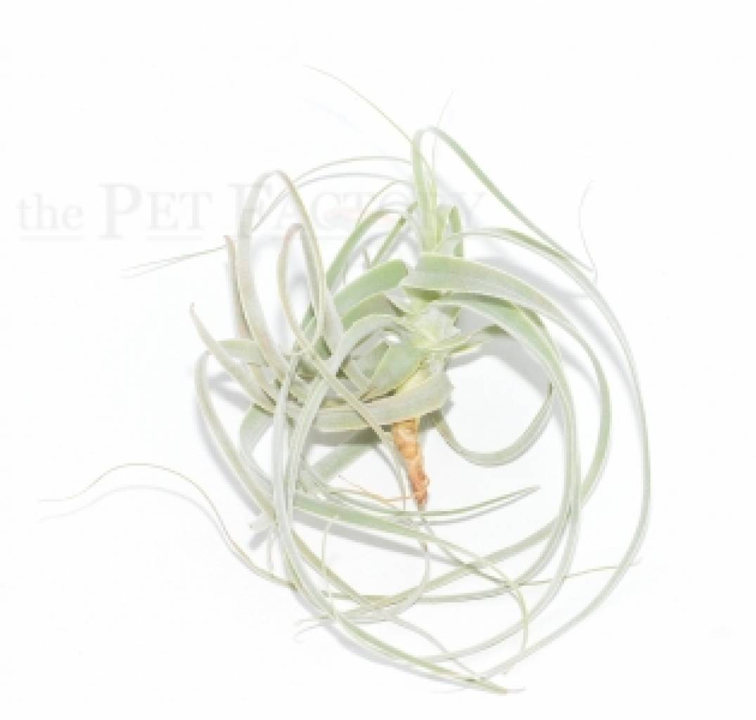 Tillandsia straminea